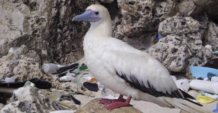 Psikoteknikoak: Itsaso bat plastikozkoa