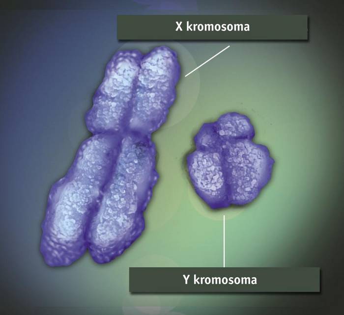 Psikoteknikoak: Y kromosoma ez da galduko, oraingoz