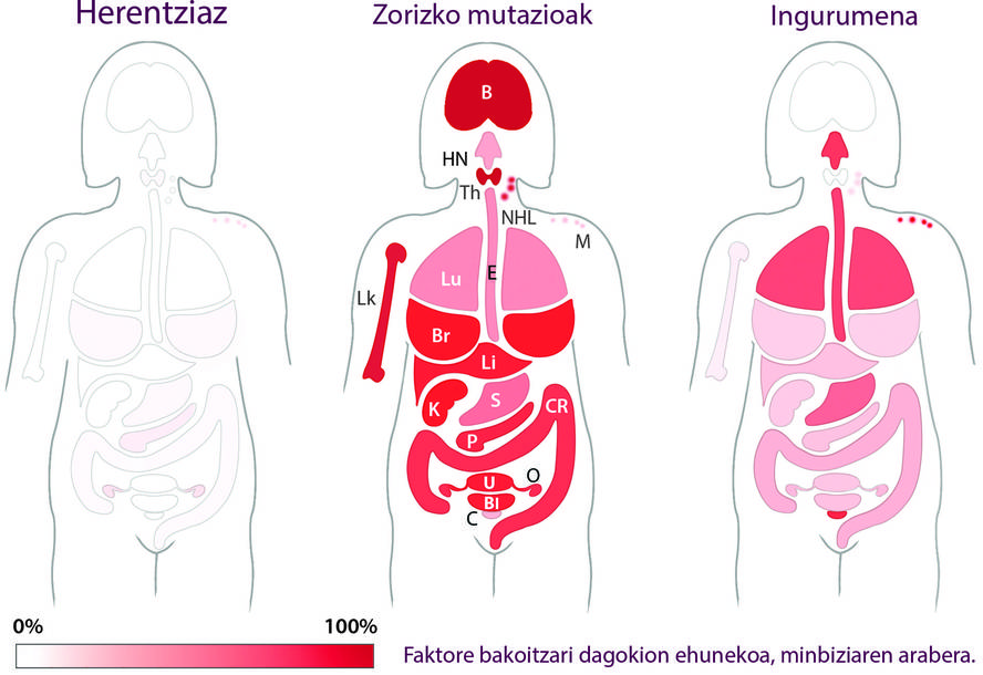 Psikoteknikoak: DNA kopiatzean gertatzen diren zorizko akatsak dira minbizi-iturri nagusia